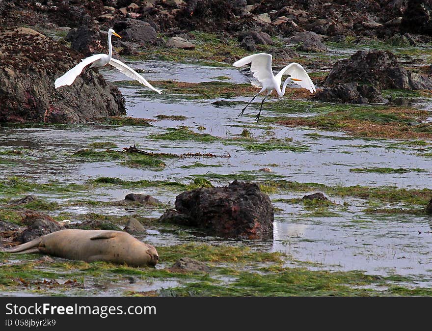 Seal Heron