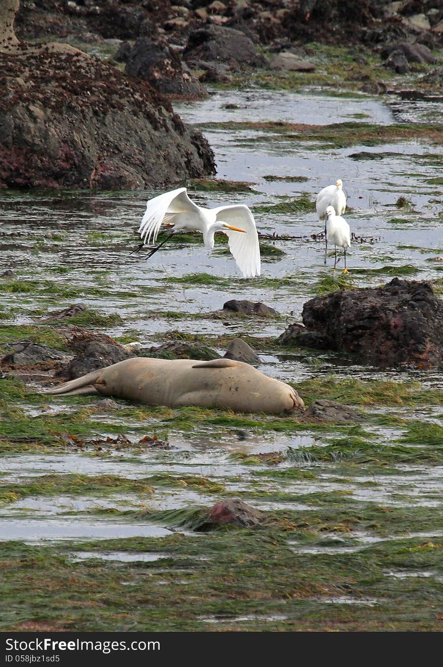 Seal Herons