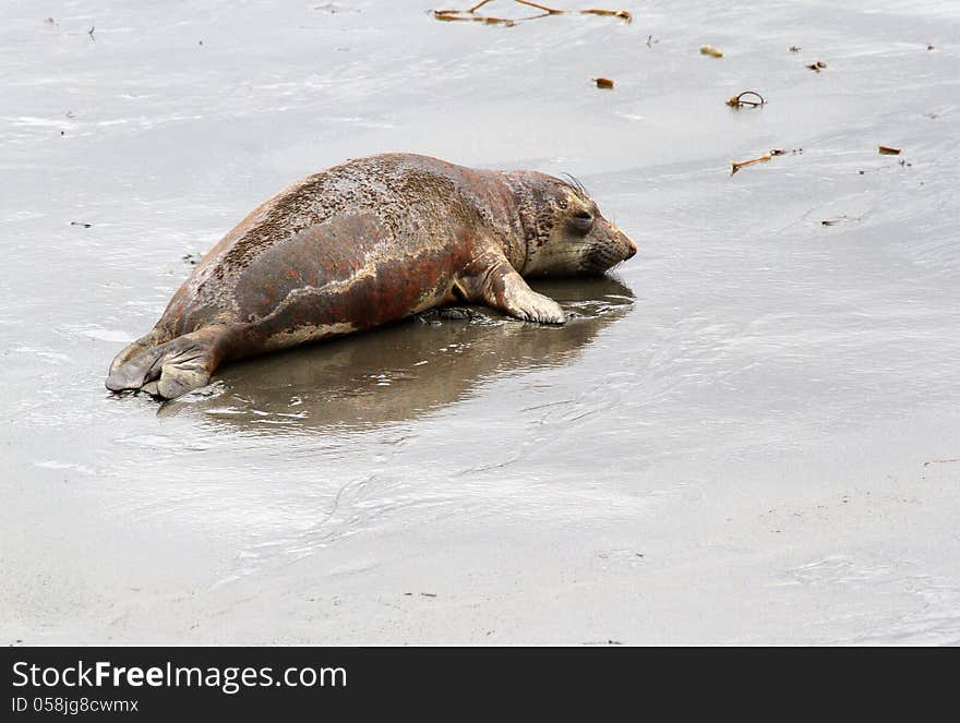 Lonely Elephant Seal Pup Reflected On Beach