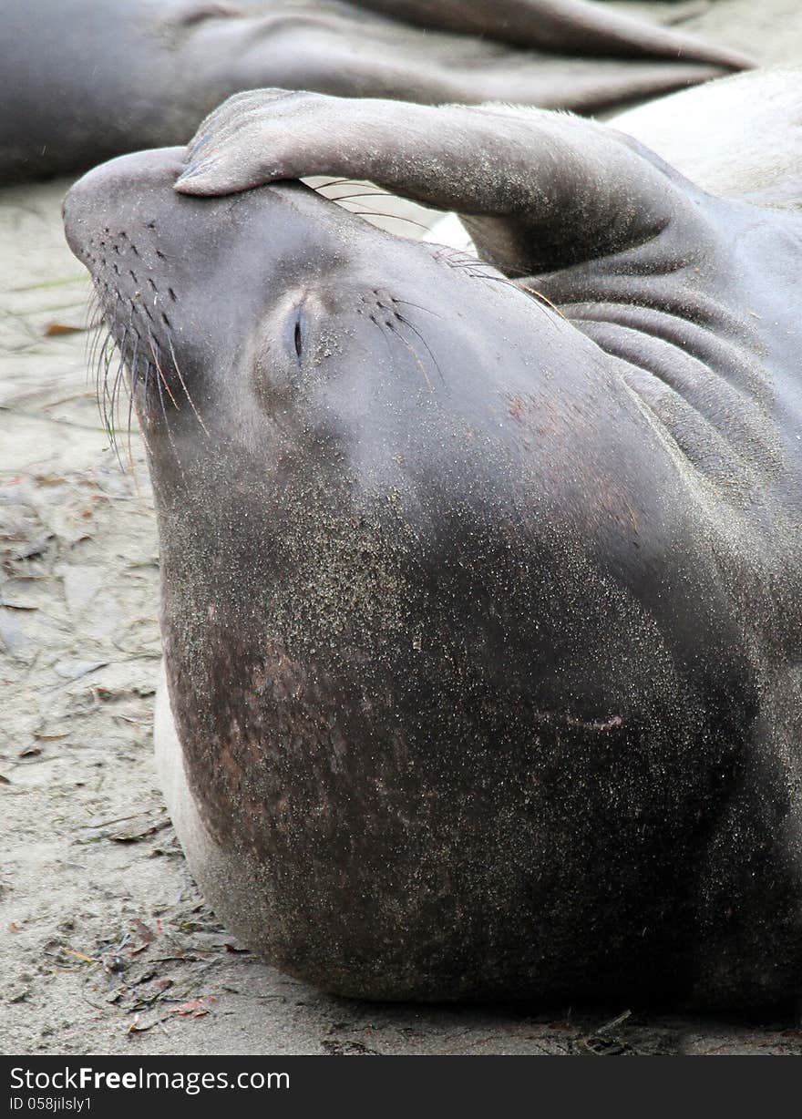 Female Elephant Seal Scratching Nose On Sandy Beach