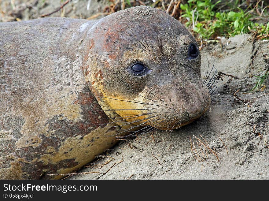 Close Up Lonely Elephant Seal Pup Resting In Sand