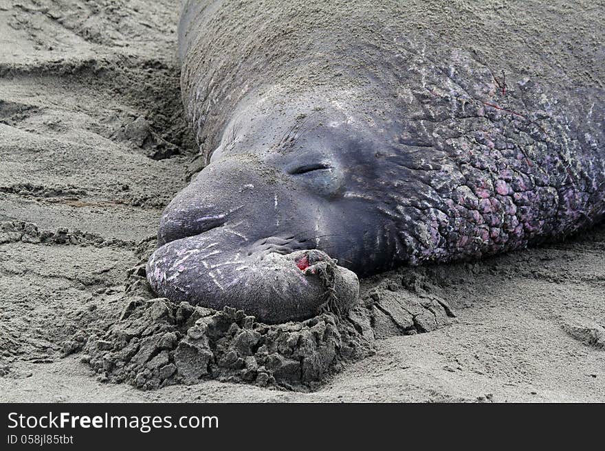 Huge Male Elephant Seal Close Up Reclining On Sandy Beach