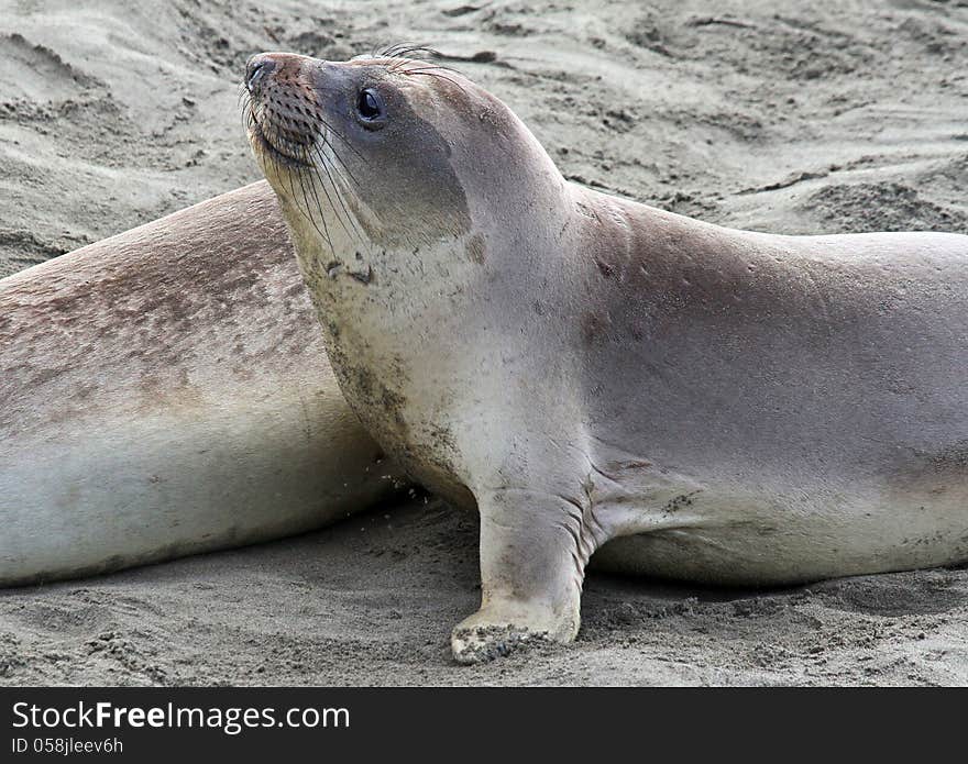 Close Up Lonely Elephant Seal Pup Resting In Sand