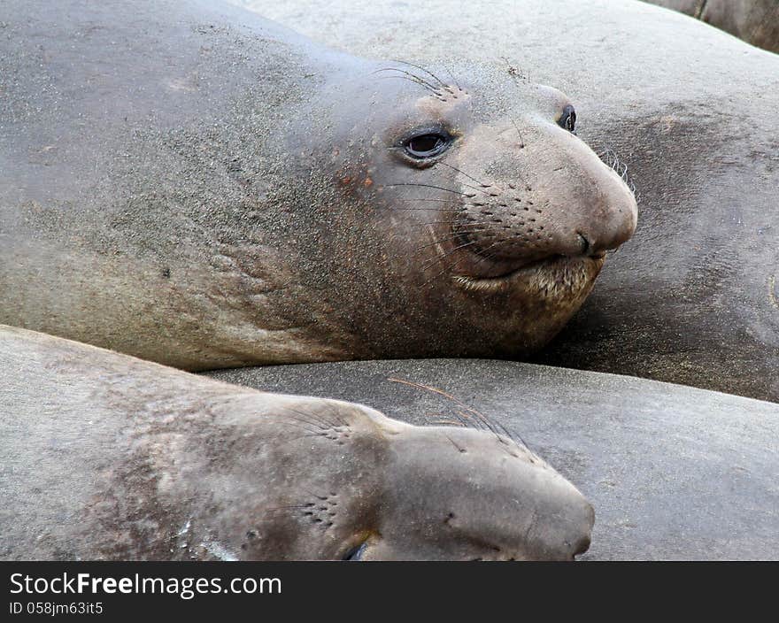 Female Elephant Seal Head Detail On Sandy Beach