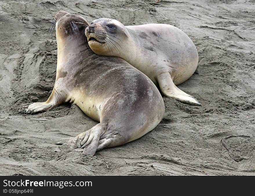 Seal Pups