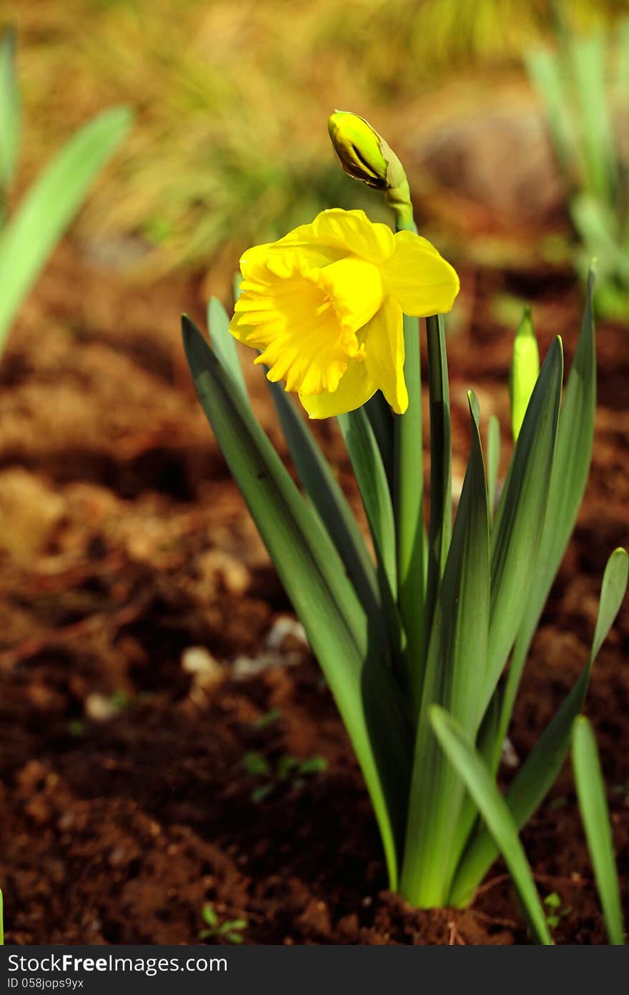 Bloom    of  Narcissus pseudonarcissus