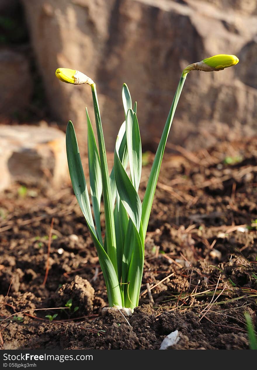 Flower   of  Narcissus pseudonarcissus