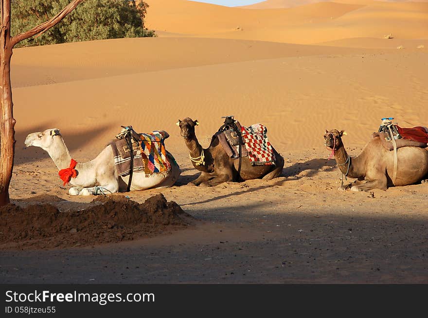 Camel is sitting in the Sahara Desert, Morocco. Camel is sitting in the Sahara Desert, Morocco