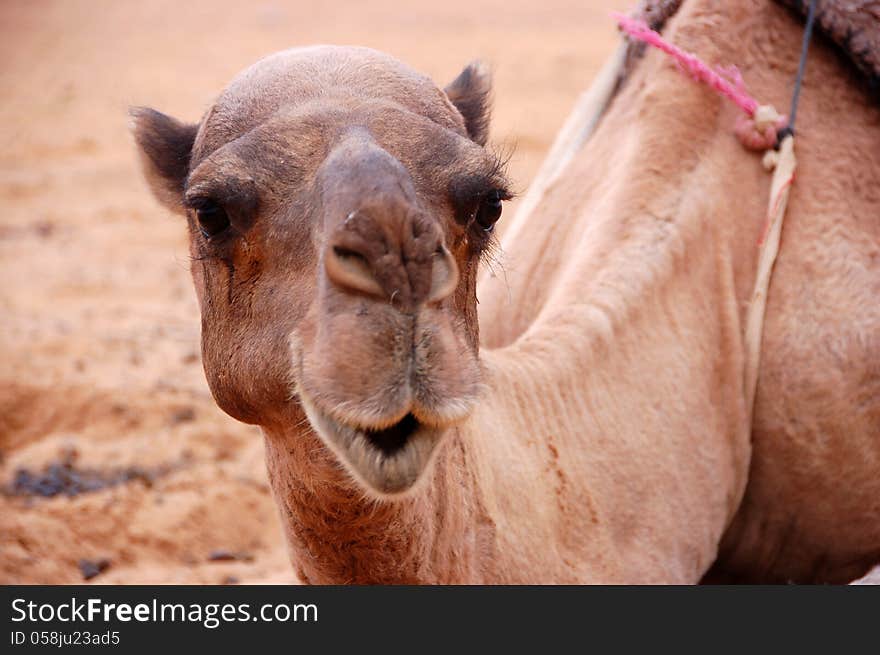 Camel is sitting in desert, Morocco. Camel is sitting in desert, Morocco