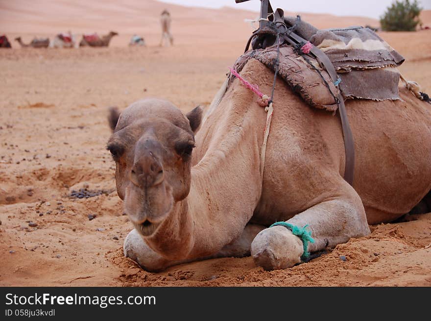 Camel is sitting in desert, Morocco. Camel is sitting in desert, Morocco