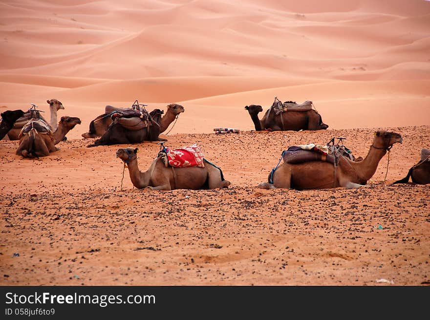 Camel is sitting in the Sahara Desert, Morocco. Camel is sitting in the Sahara Desert, Morocco