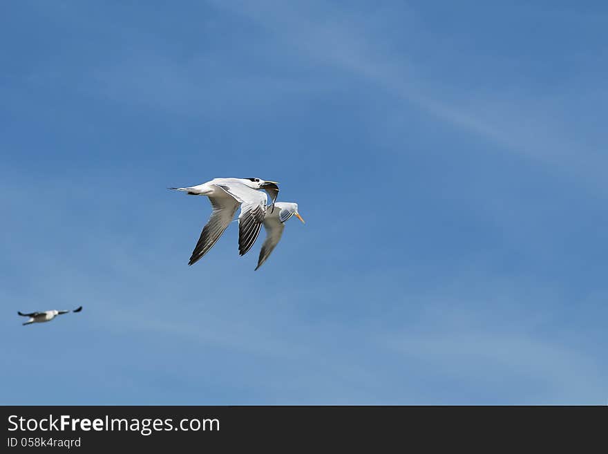 Terns in fly