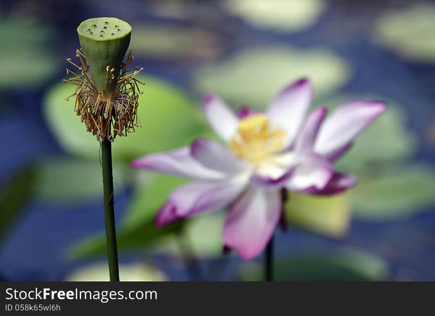 Lotus Flower