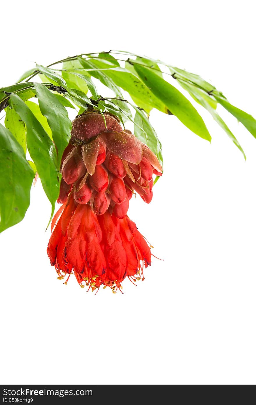 Rose of Venezuela or Scarlet Flame Bean.Red flowers is a species of flowering plant from the Caesalpinioideae family.A tree with very large heads of red flowers which hang beneath the foliage.Origin in South America