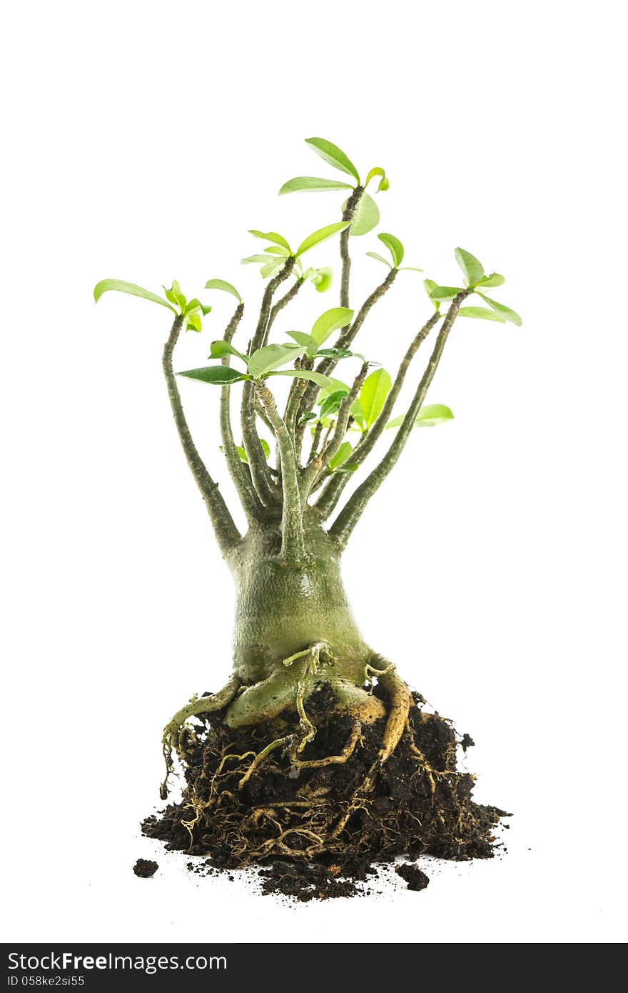 Desert rose or Ping Bignonia isolated on white background