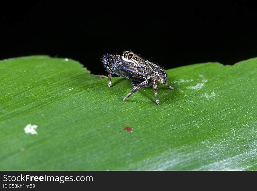 Arachnid species, namely called Crab Spider, due to its nature of folding the bodies by its front legs like a crab. Can be found in abundance in tropical forest and wilderness. Photo can be used as an illustration of the species described for science, nature or travel to tropical rainforest.