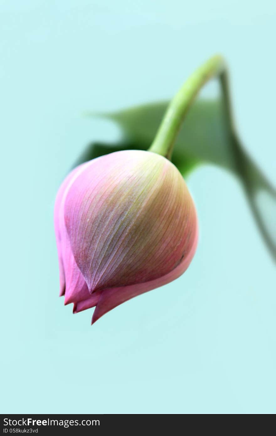 Closeup of blooming pink Lotus flower on light blue background