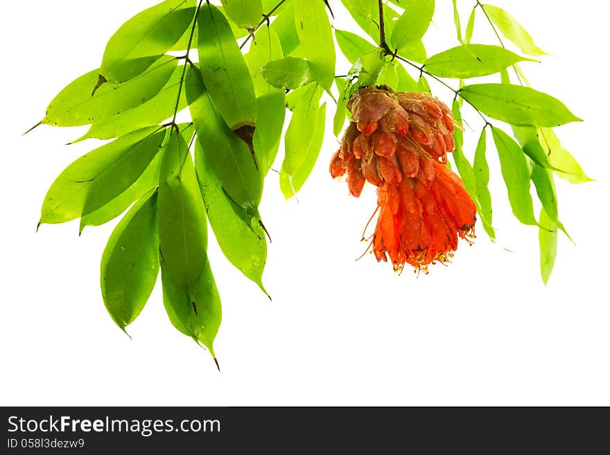 Rose of Venezuela or Scarlet Flame Bean.Red flowers is a species of flowering plant from the Caesalpinioideae family.A tree with very large heads of red flowers which hang beneath the foliage.Origin in South America