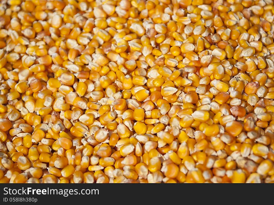 Corn seeds