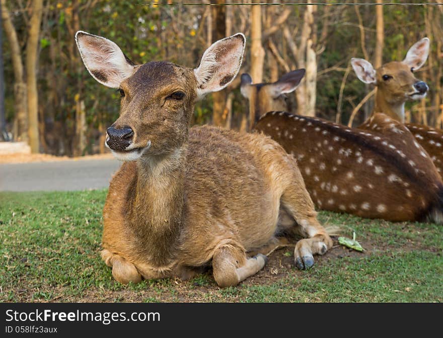 Young deers lying in the grass.