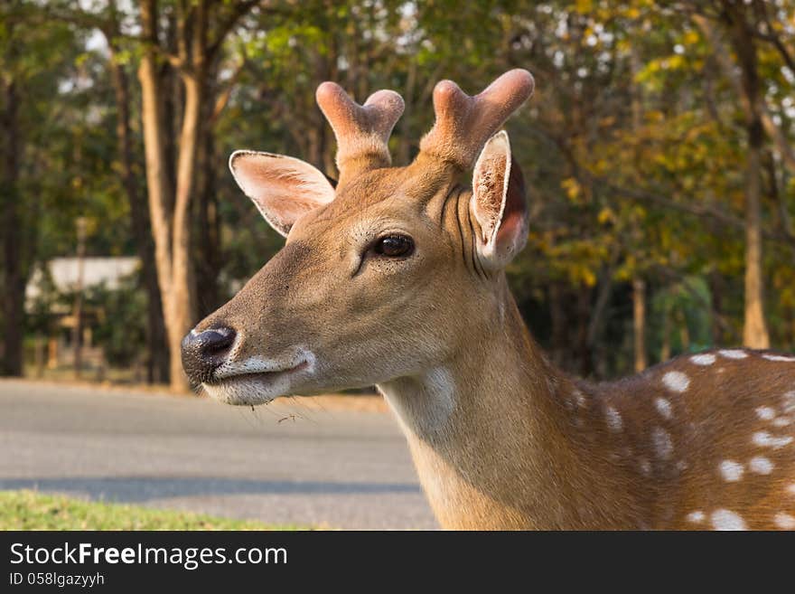 Young deer lying in the grass.