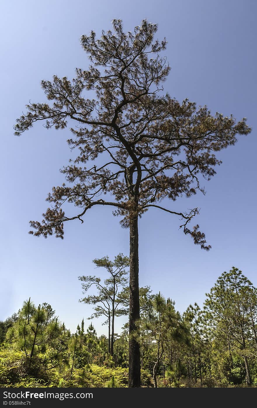 Die Pine trees in the forest with blue sky .