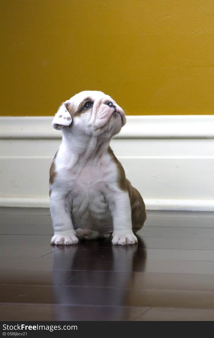 Bulldog puppy looking up at the lights. Bulldog puppy looking up at the lights