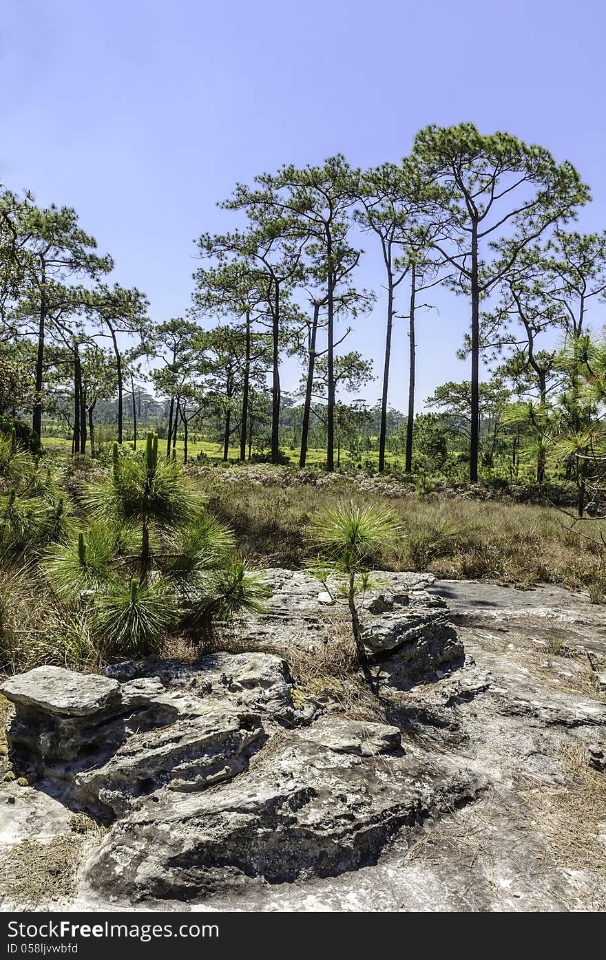 Pine trees in the forest with blue sky