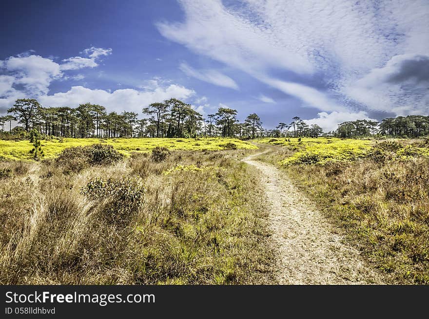 Beautiful  Landscape Phu Kradung In Thailand