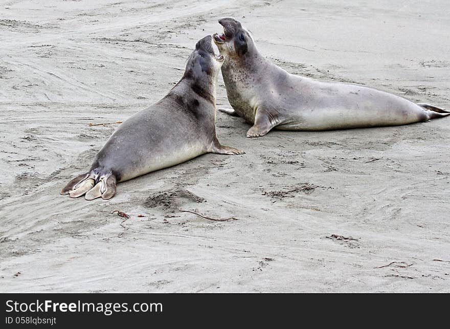 Seals