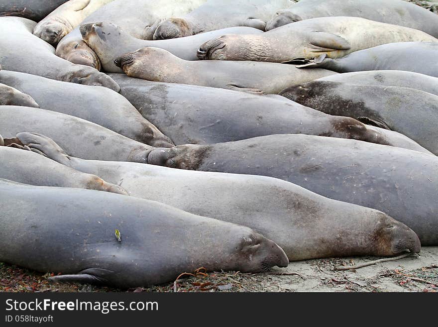 Seals