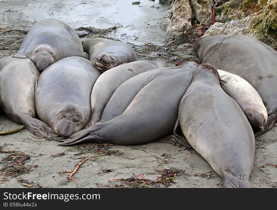 Female Elephant Seals Sleeping On Sandy Beach