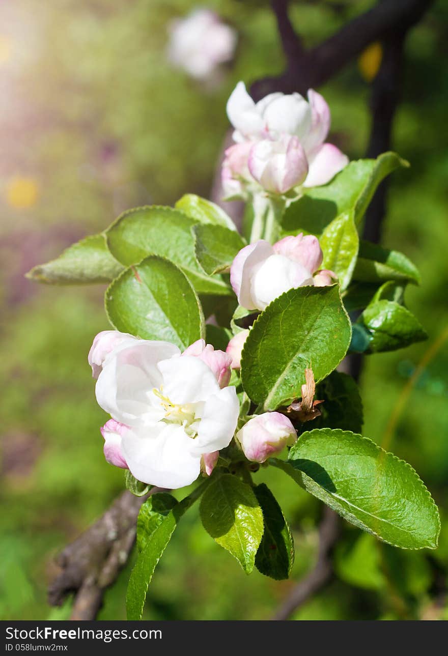 Apple flowers. See my other works in portfolio.