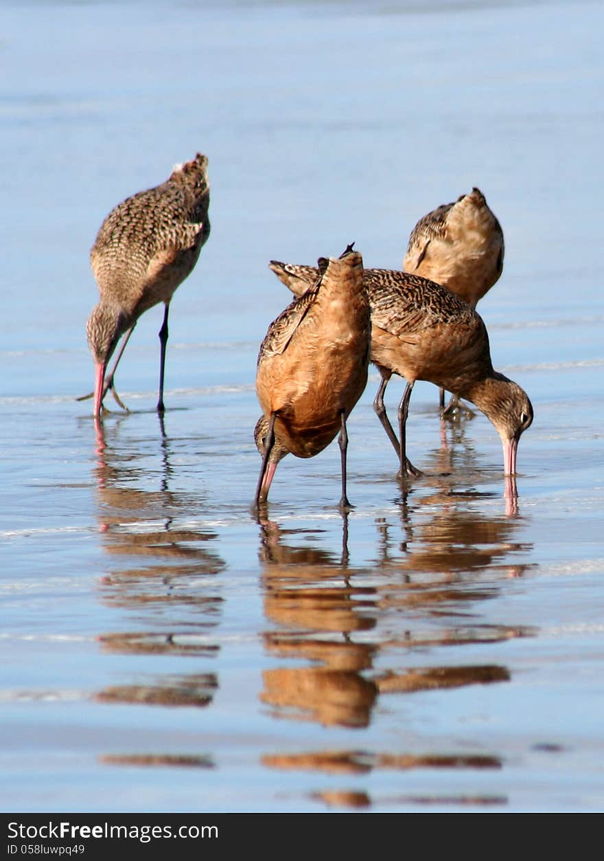 Shore Birds