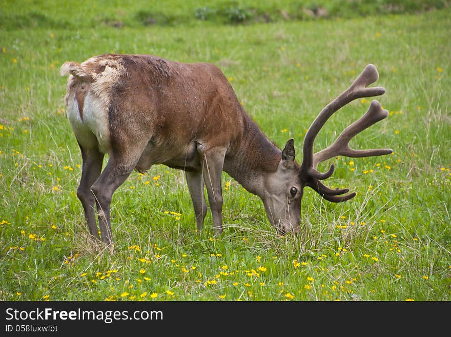 Deer grazing on the slopes of Carpathian Mountains