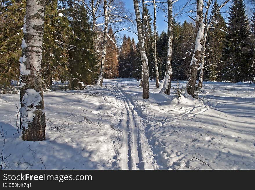 Old Birch Trees In Winter Forest