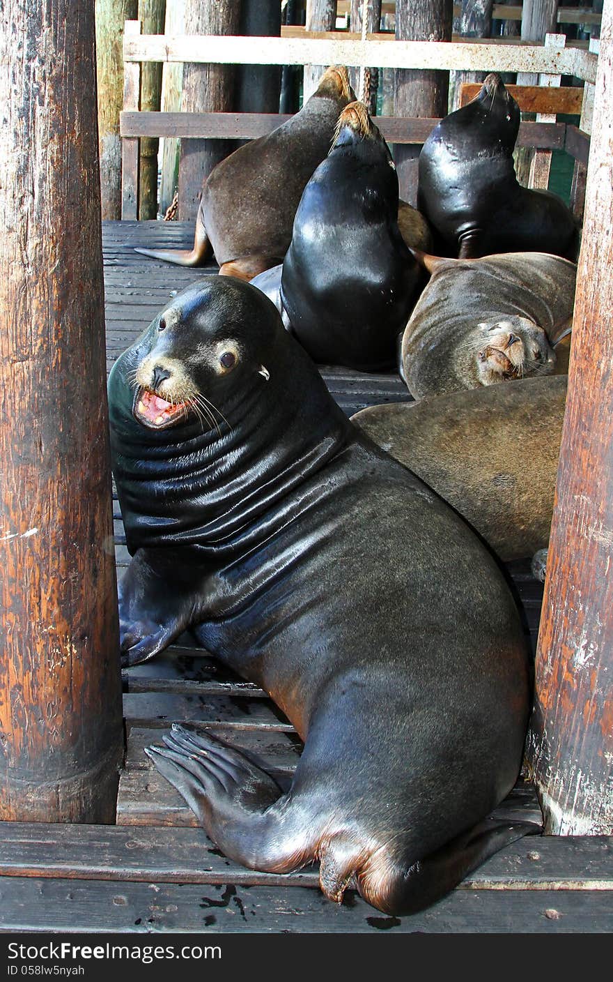 Sea Lion