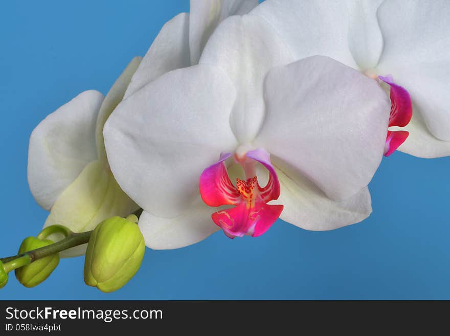 Macro closeup of beautiful white and pink flower of Phalaenopsis orchid on blue background