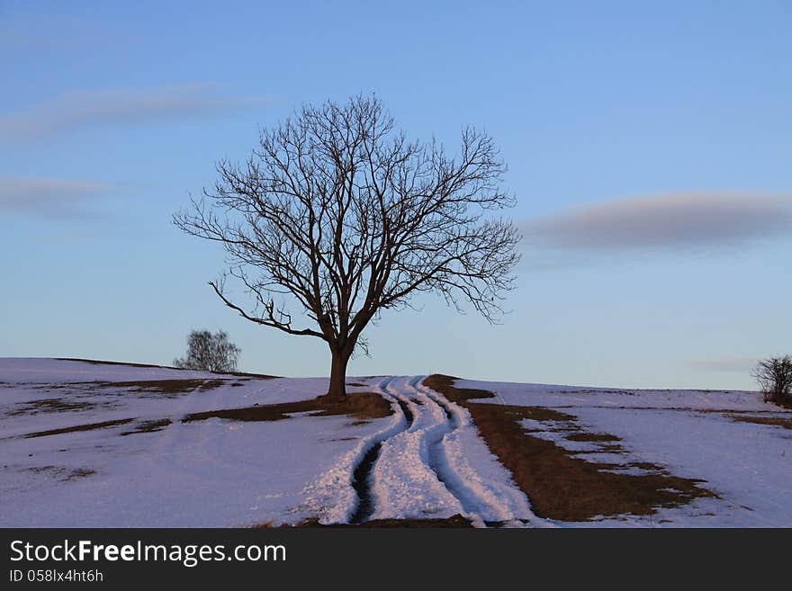 Winter landscape