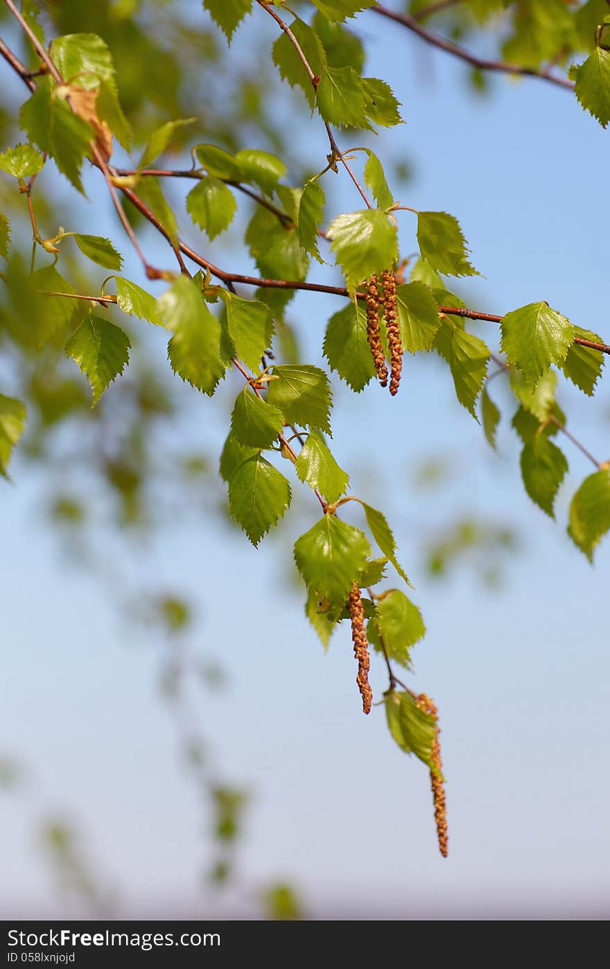 Branches of birch in spring