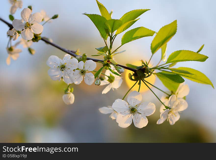 Branch of the cherry blossoms