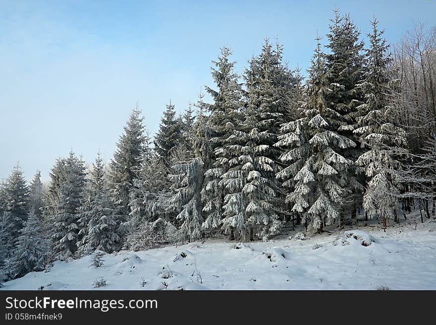 Winter trees