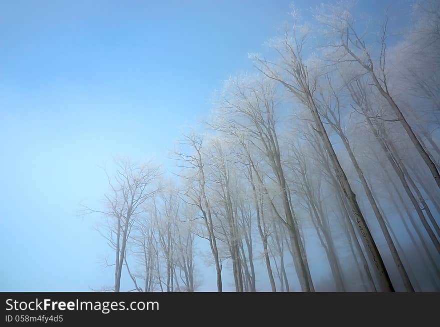 Crown beech trees in winter forest. Crown beech trees in winter forest