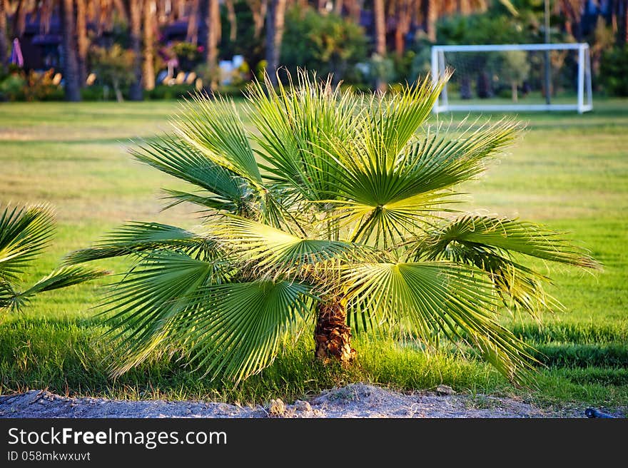 Palm tree on green grass