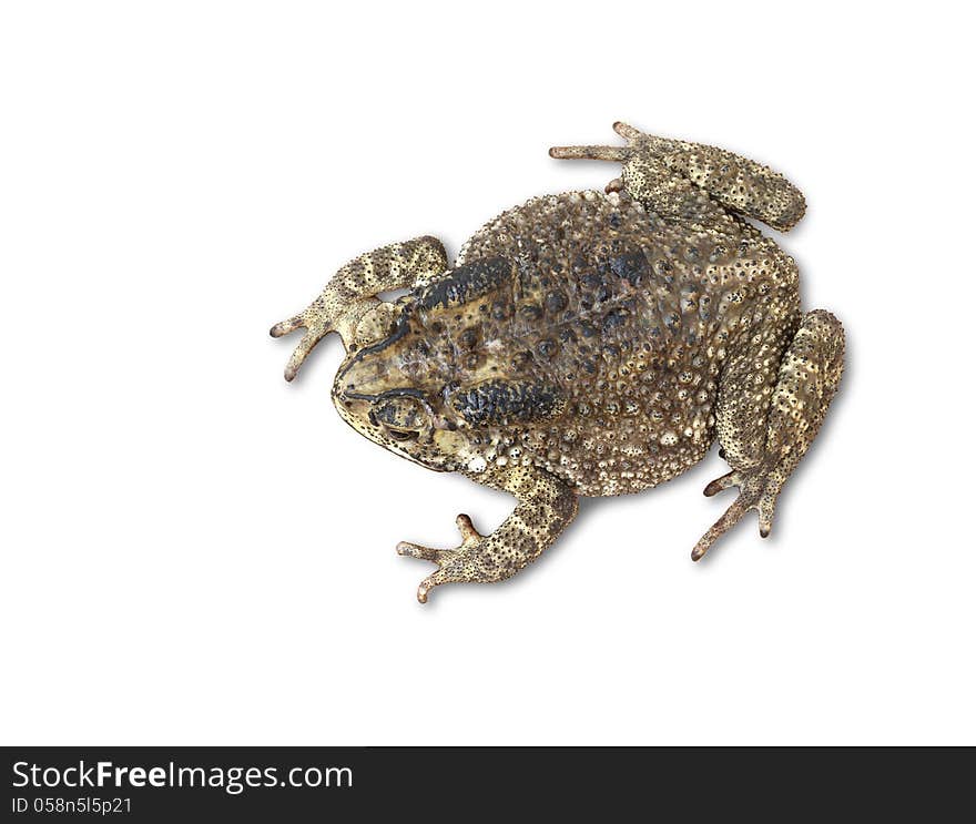 Toad