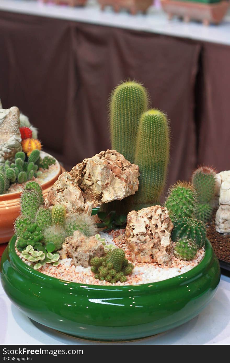 A miniature cactus in the Green pot. A miniature cactus in the Green pot.