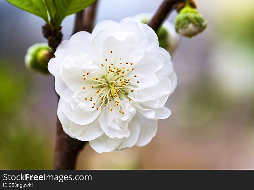 One white peach blossom