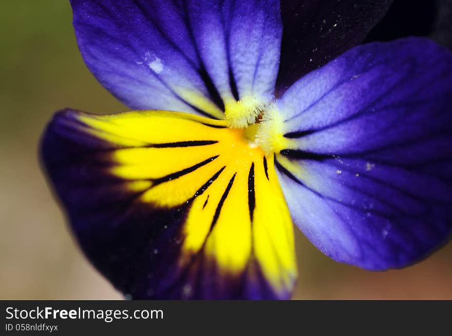 Macro of blue and yellow viola flower. Macro of blue and yellow viola flower