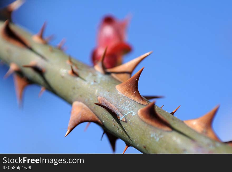 Macro of a rose stem on a blue sky background. Macro of a rose stem on a blue sky background