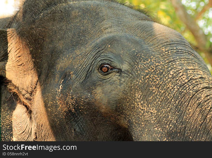 Asian elephant eyes are looking